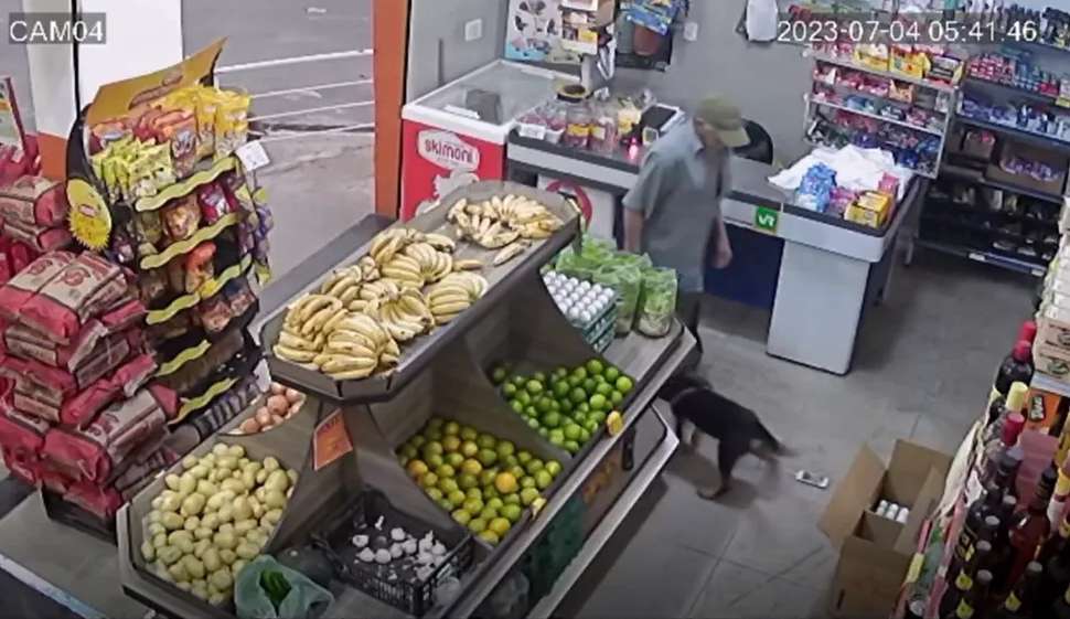 Cão astuto se transforma em ladrão de celular e carregador em mercado Lorena Bueri