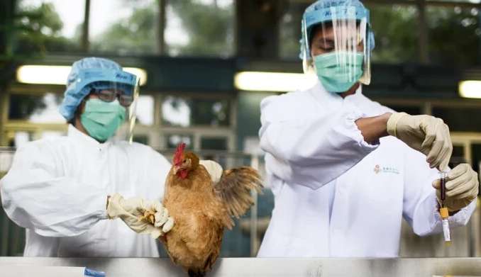 Estado de São Paulo confirma mais dois casos de gripe aviária Lorena Bueri