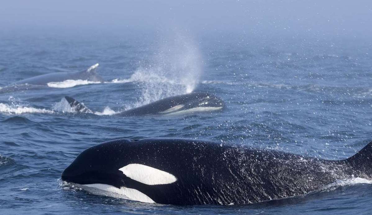 Pesquisadores tentam descobrir o motivo por trás dos crescentes ataques de orcas a barcos Lorena Bueri