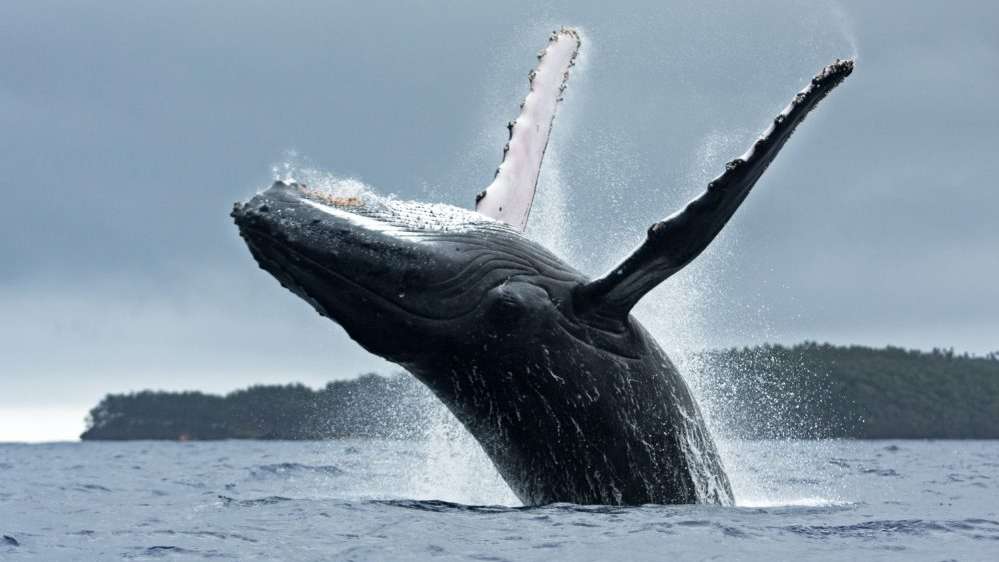 Aumenta o número de baleias-jubarte no litoral norte de SP Lorena Bueri