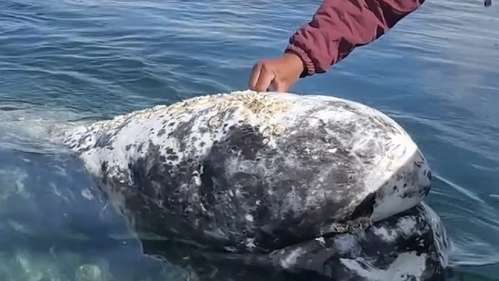 Baleias deixam humanos remover parasitas de sua pele no México Lorena Bueri