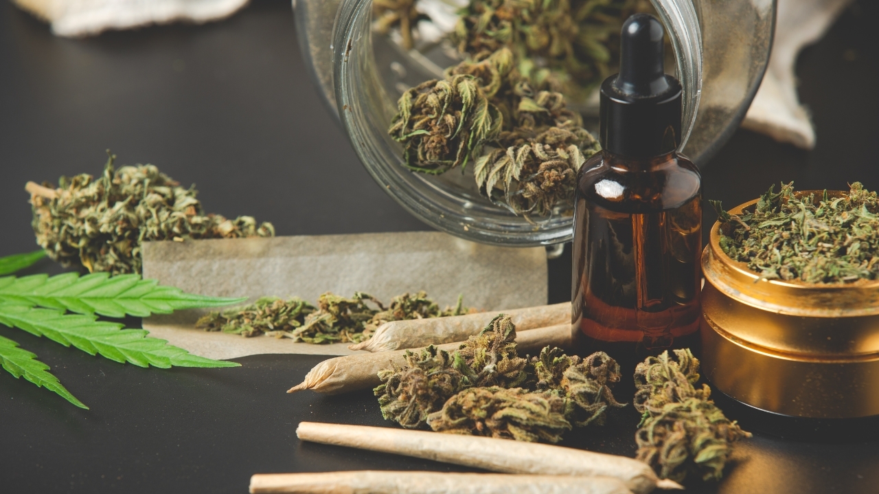 Anvisa proíbe importação de cannabis in natura para uso medicinal  Lorena Bueri