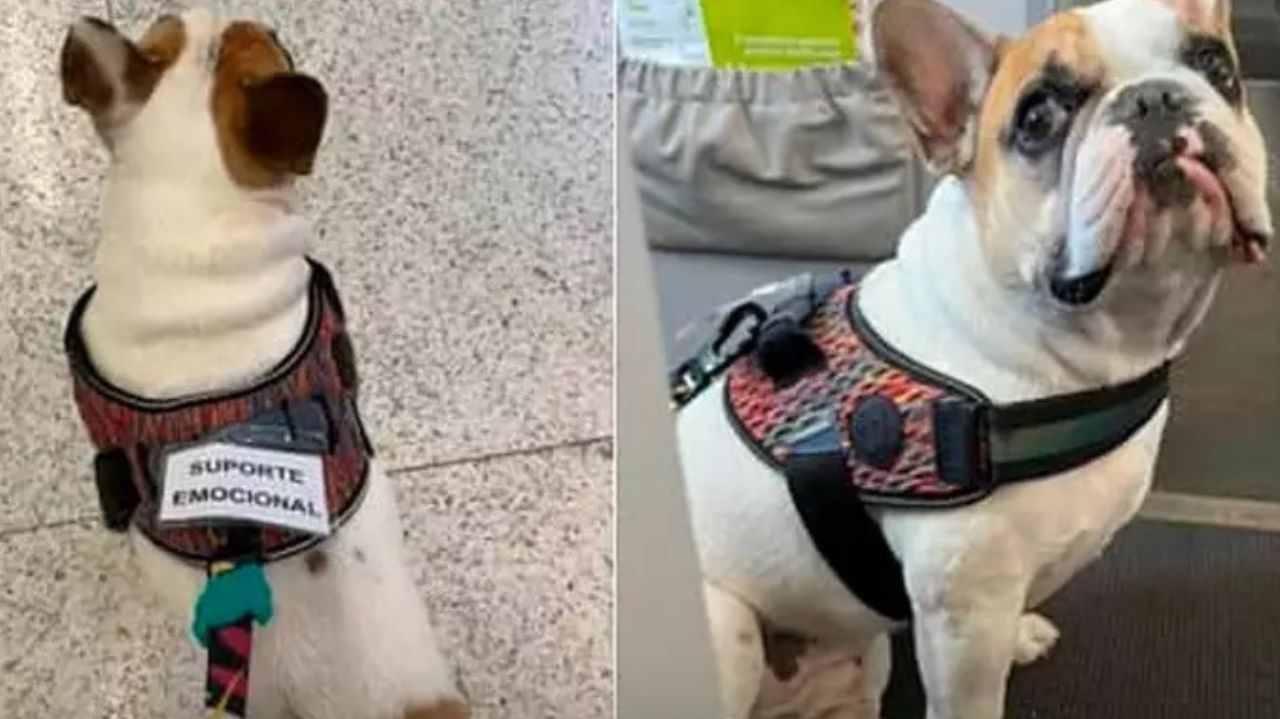 Após decisão judicial, família consegue embarcar para Portugal com cão de suporte emocional Lorena Bueri
