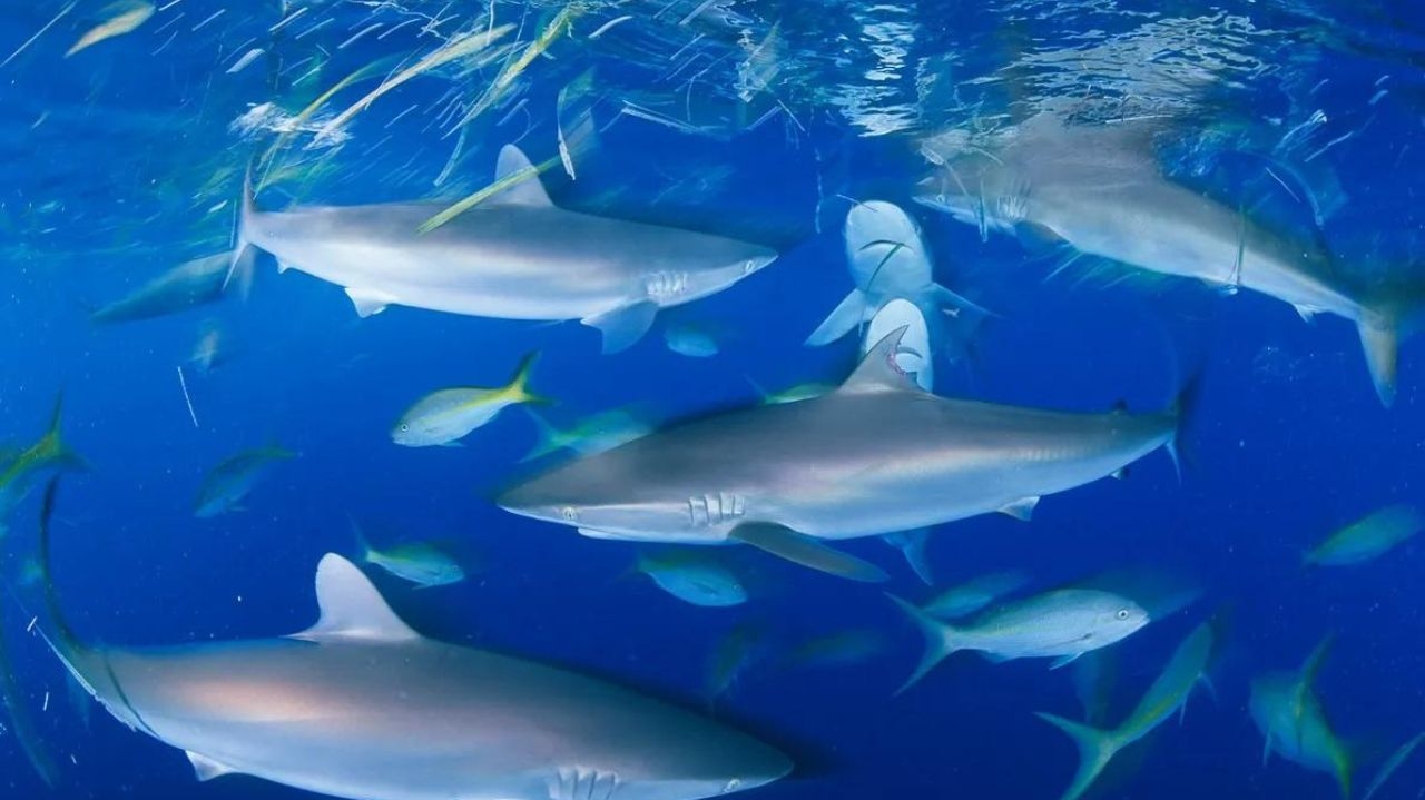 Tubarões são ajudantes do ecossistema, 6 curiosidades do animal Lorena Bueri