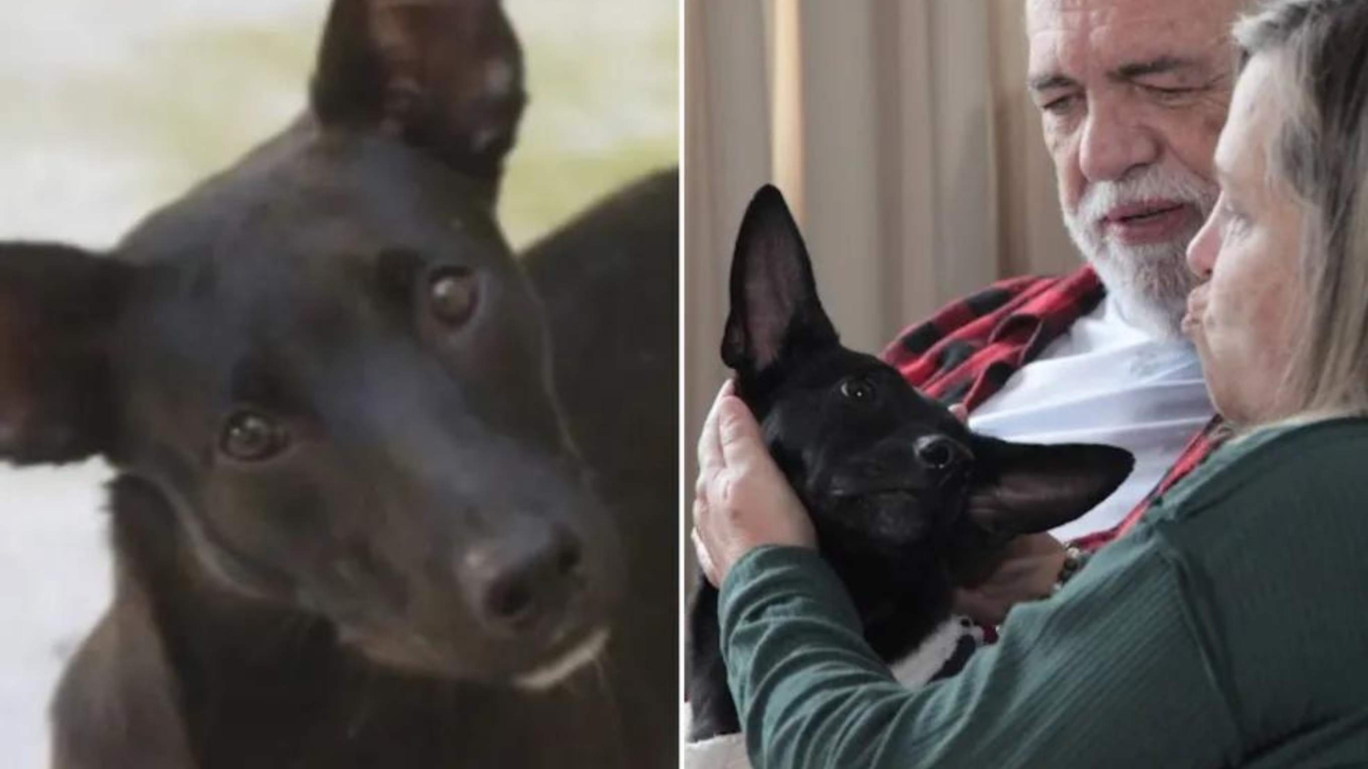 Cachorro vítima de maus-tratos é adotado após recuperar movimentos Lorena Bueri