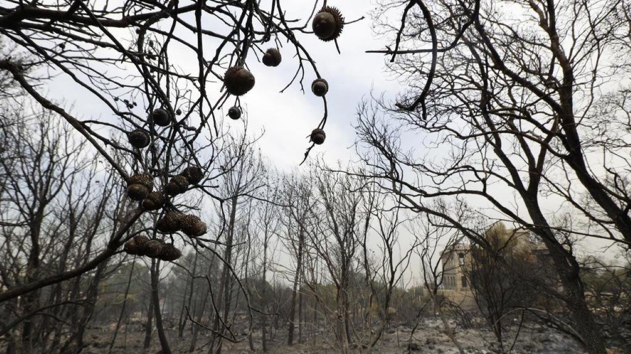 Incêndios florestais no Mediterrâneo atingem a Síria Lorena Bueri