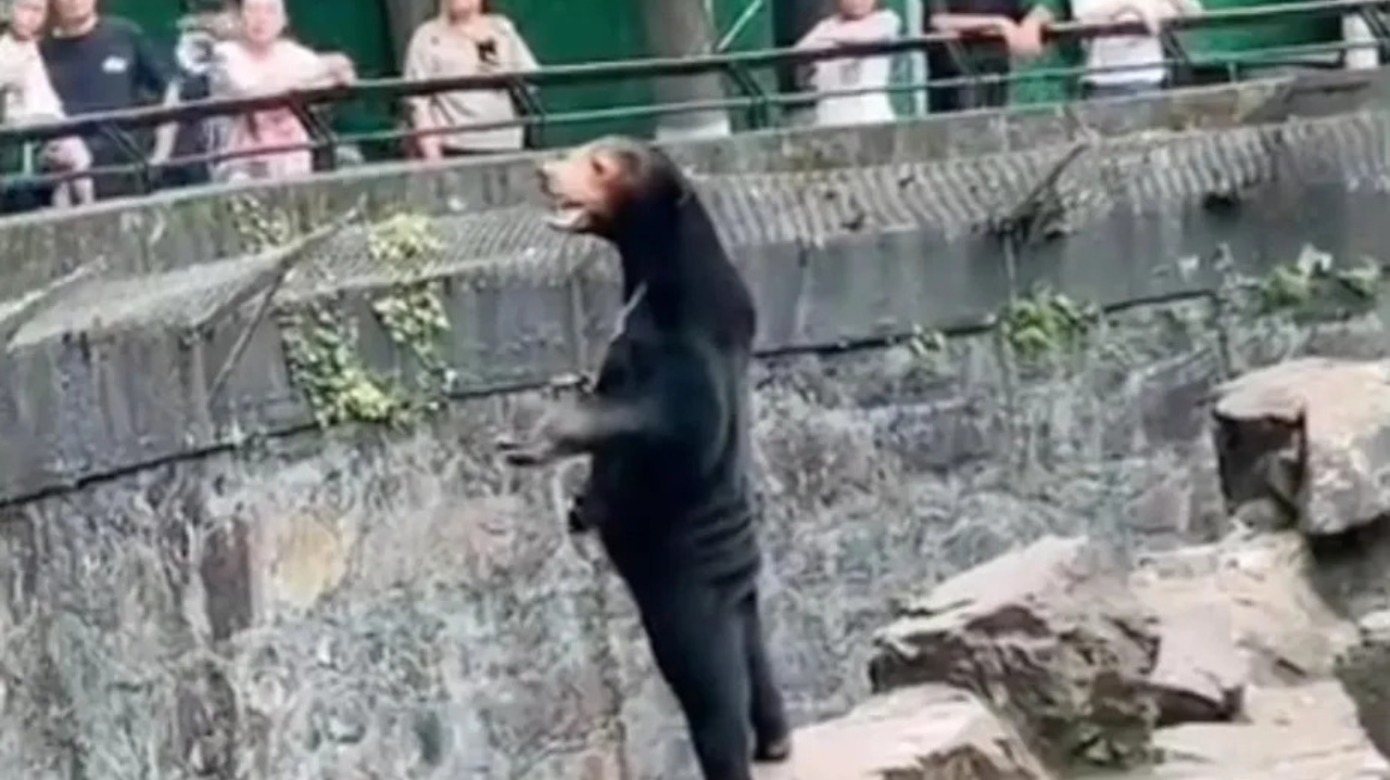 Zoológico da China levanta dúvidas sobre urso 'fantasiado'  Lorena Bueri