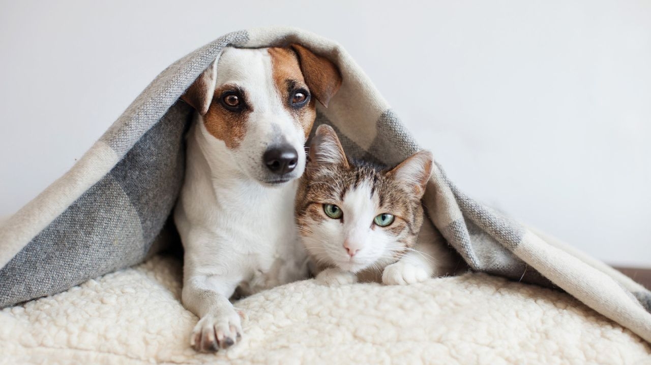 Saiba como identificar e tratar as principais causas e sintomas da gripe em cães e gatos Lorena Bueri
