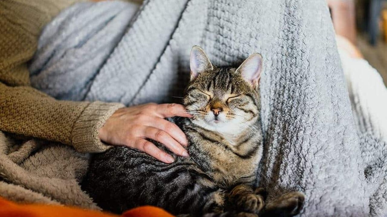 Entenda por que gatos sofrem preconceitos  Lorena Bueri