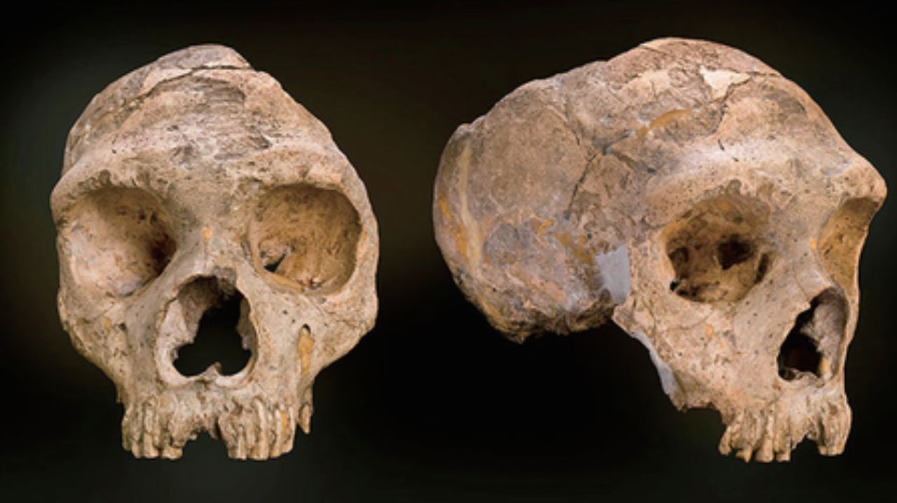 Nova linhagem humana: cientistas descobrem ossos de 300 mil anos com características distintas  Lorena Bueri