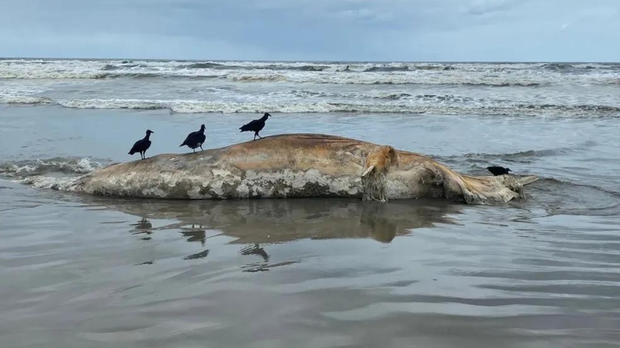 Baleias-jubarte são encontradas mortas no litoral de São Paulo Lorena Bueri