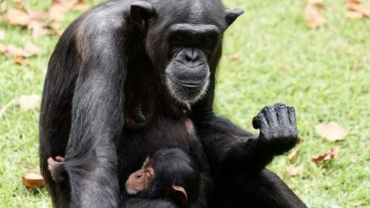 Bebê chimpanzé abraça mãe adotiva após tratamento por picada de cobra Lorena Bueri