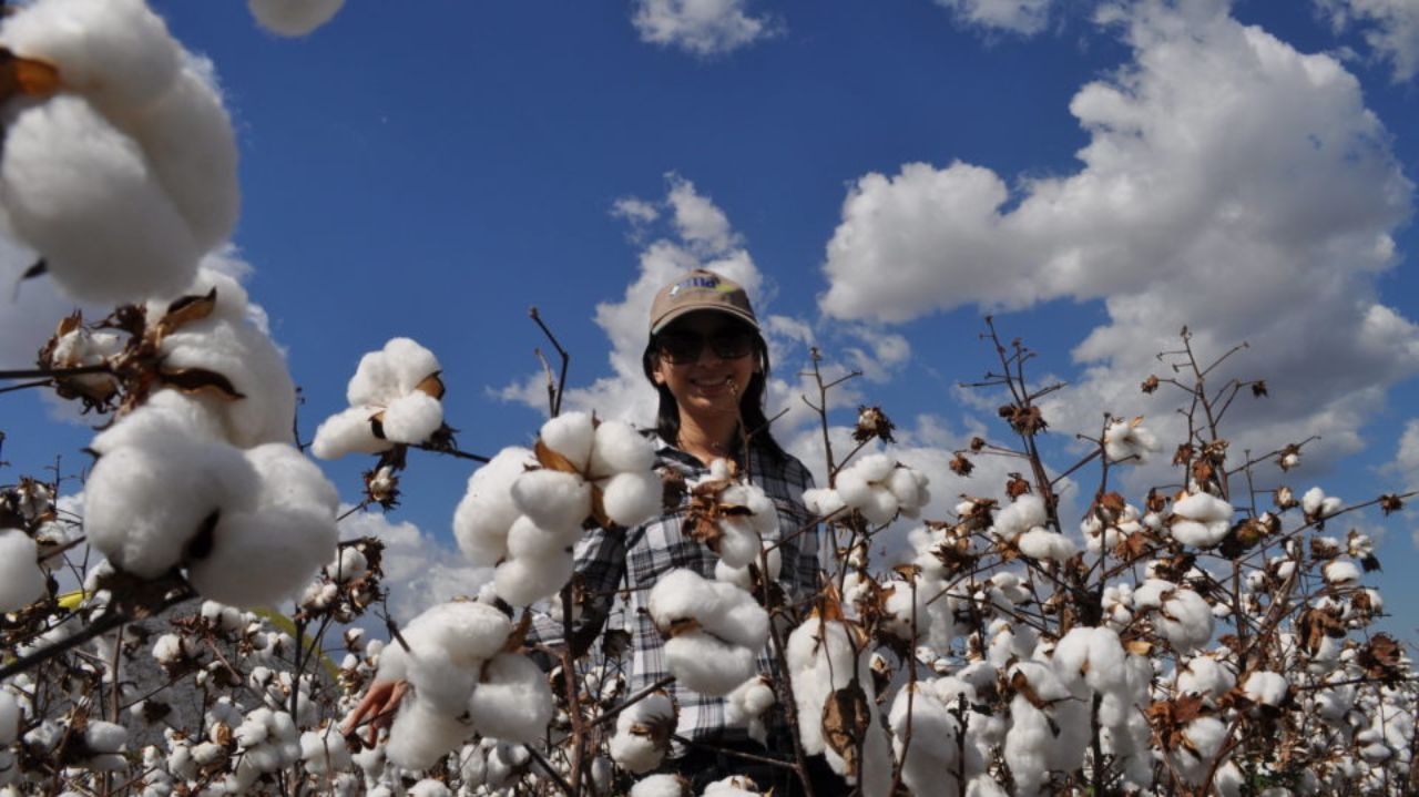 Brasil pode ultrapassar EUA e se tornar o maior exportador de algodão Lorena Bueri