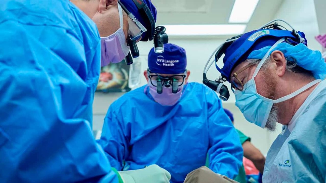 Transplante de rim de porco em corpo humano funciona por dois meses  Lorena Bueri