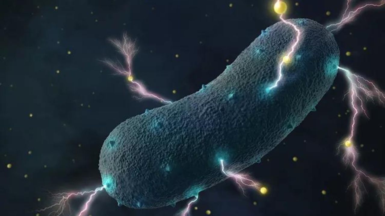 Cientistas transformam bactéria E. coli em fonte de eletricidade Lorena Bueri