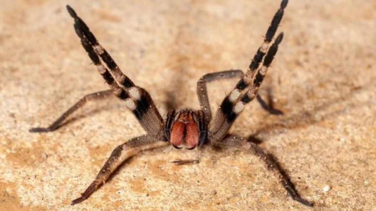 Veneno de aranha identificado pela UFMG tem potencial para tratar disfunção erétil Lorena Bueri