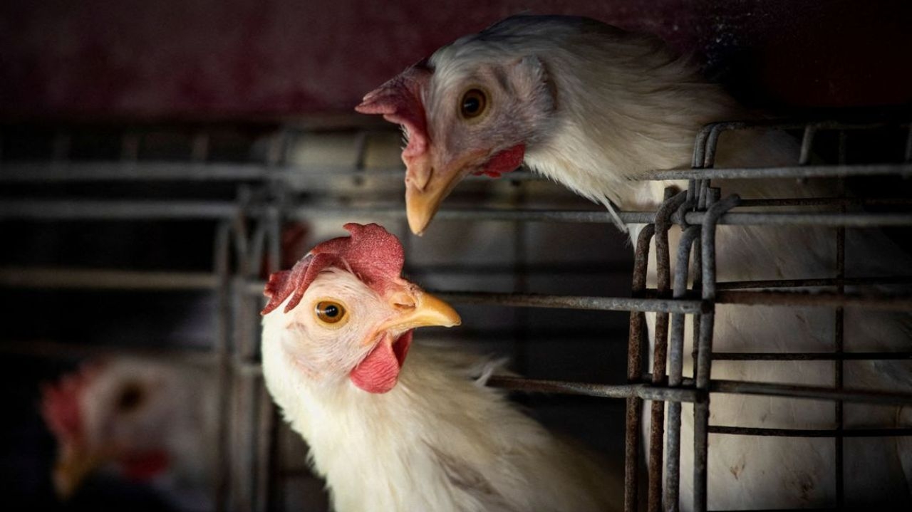 Ministério da Agricultura e Pecuária confirma foco de gripe aviaria em aves em MS  Lorena Bueri