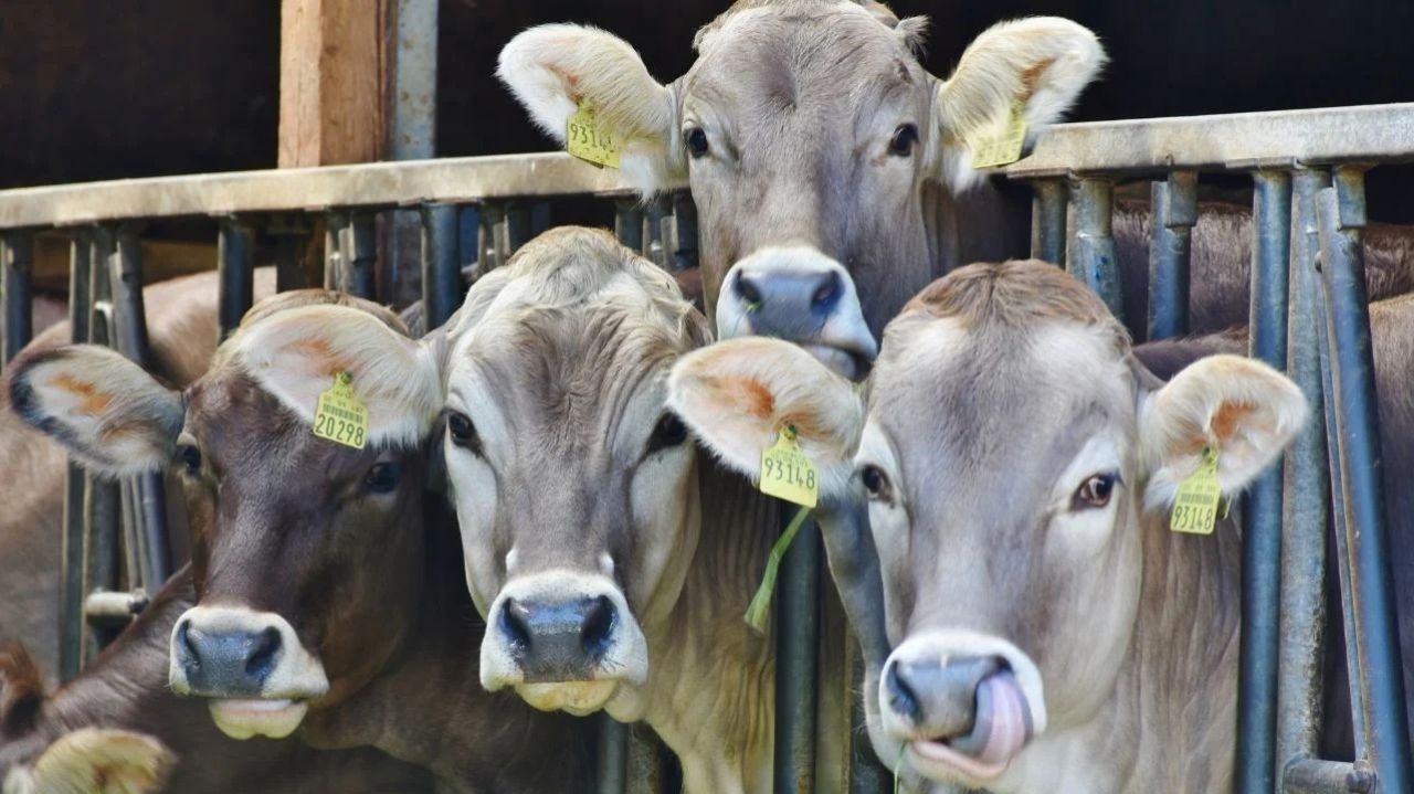 População diminui enquanto rebanho bovino cresce no país Lorena Bueri