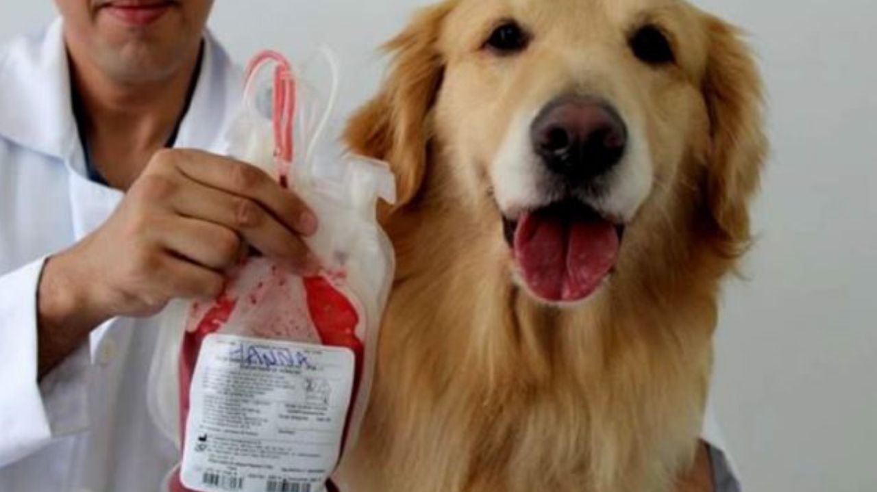 Pets salvando vidas: veja detalhes sobre a a doação de sangue de cães e gatos Lorena Bueri