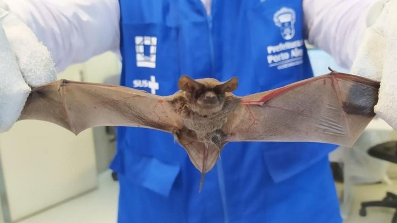 Vírus da raiva é encontrado em morcegos no Brasil e desperta preocupação Lorena Bueri