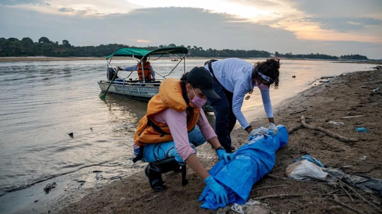 Tucuxis e botos em risco: seca extrema no Amazonas alerta para urgência ambiental Lorena Bueri