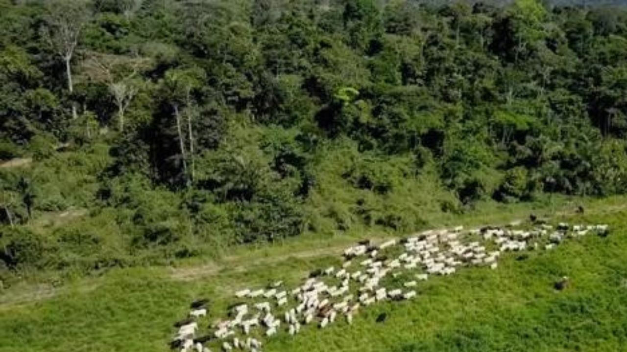 Amazônia se torna maior bioma com área de pastagens no Brasil Lorena Bueri
