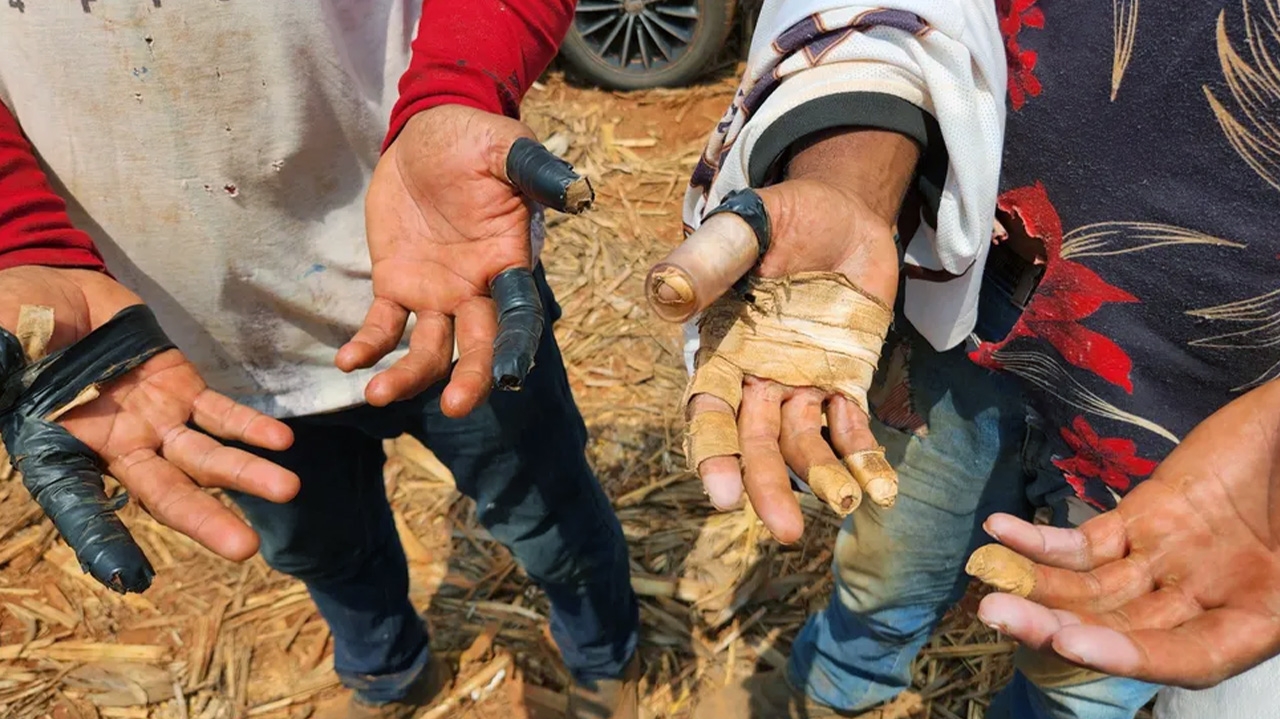 Brasil estabelece novo recorde em resgate de vítimas de trabalho escravo no setor agrícola Lorena Bueri