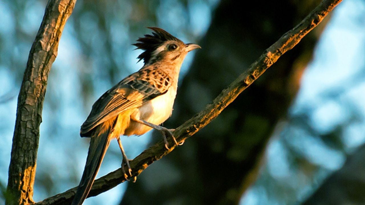 Dia do Saci: pássaro carrega o nome da lenda folclórica  Lorena Bueri