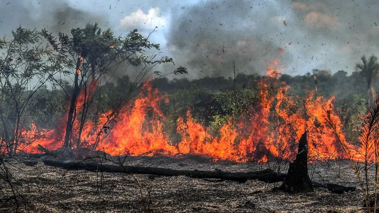 Ibama afirma que realiza perícias sobre queimadas no Amazonas  Lorena Bueri