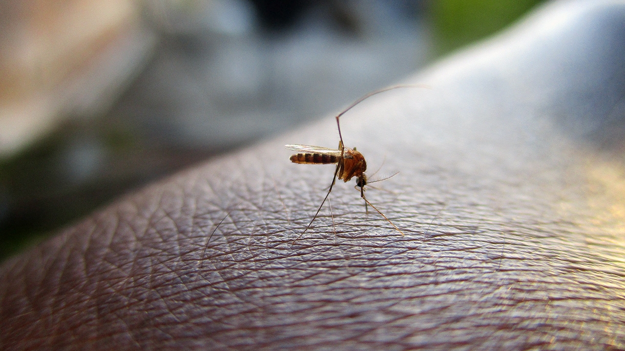 Subtipo de dengue reaparece em cidade paulista após 15 anos fora do estado Lorena Bueri