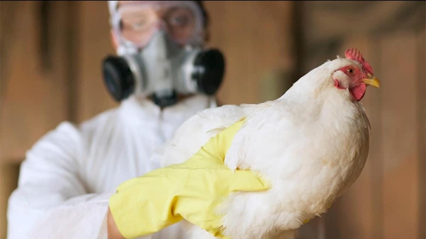 Gripe aviária: Organização Mundial da Saúde monitora casos em humanos no Camboja  Lorena Bueri