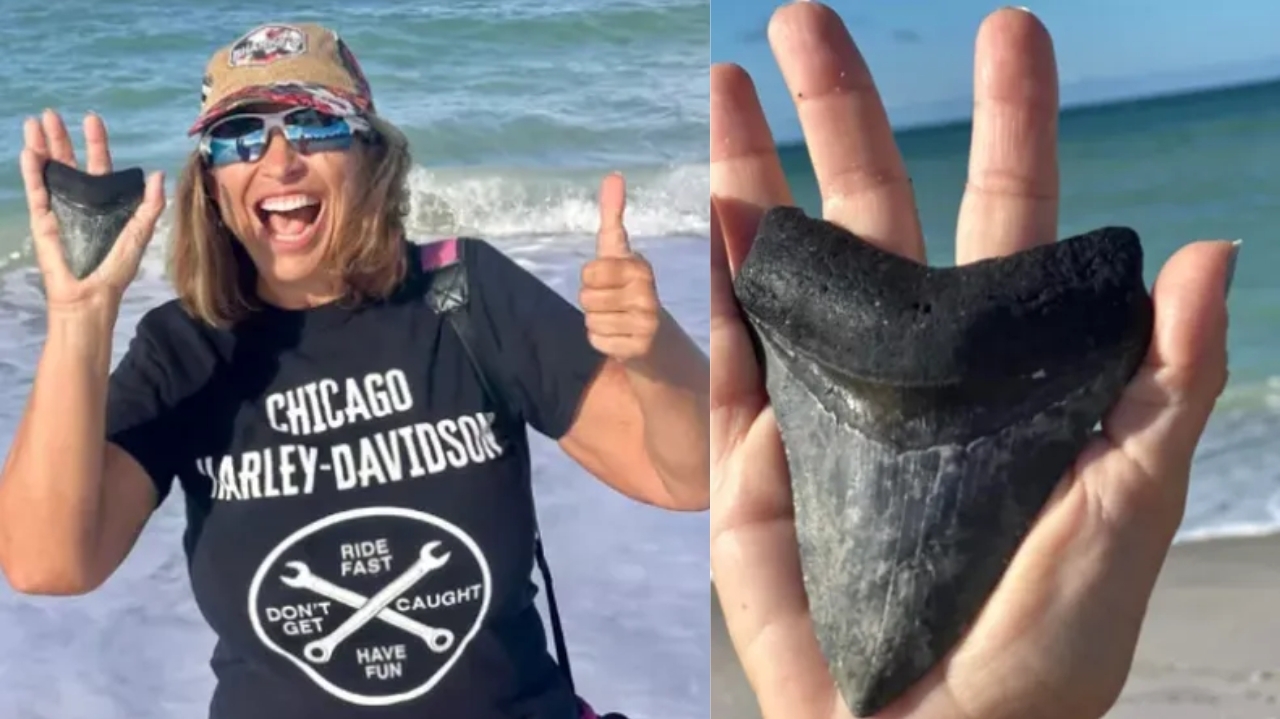 Em descoberta rara, dente de megalodonte é encontrado em praia da Flórida Lorena Bueri