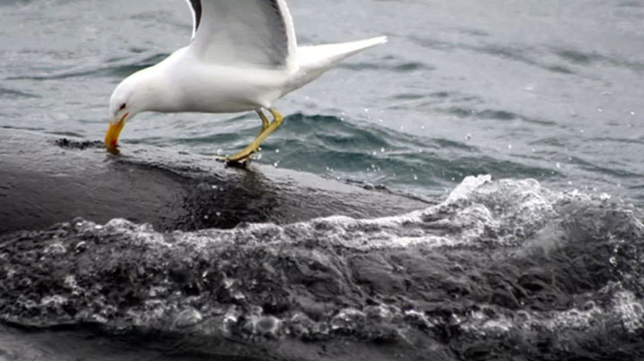 Baleias francas são ameaçadas por gaivotas na costa da Argentina Lorena Bueri