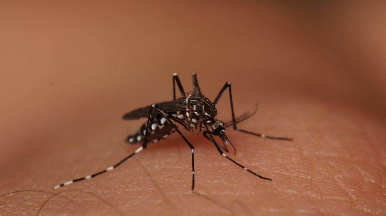 Casos de dengue no Rio de Janeiro atingem níveis históricos em 2023 Lorena Bueri
