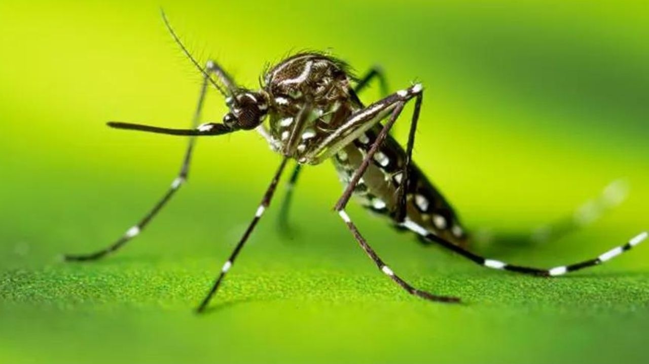 Casos prováveis de dengue em 2024 já superam o mesmo período do ano passado Lorena Bueri