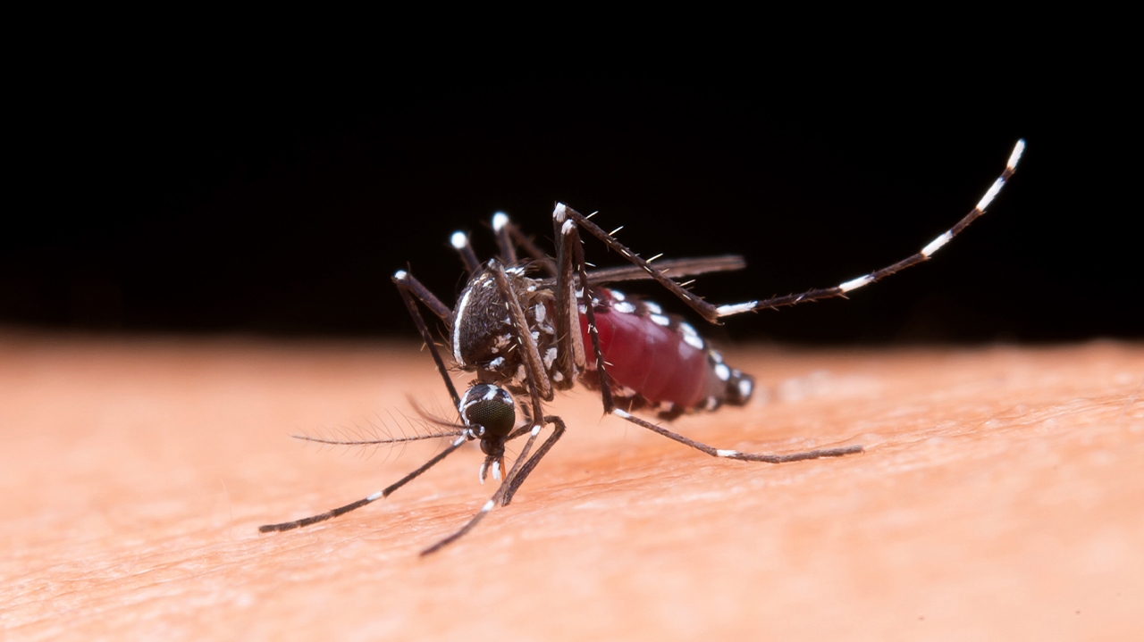Sintomas da dengue e o momento certo para buscar ajuda Lorena Bueri