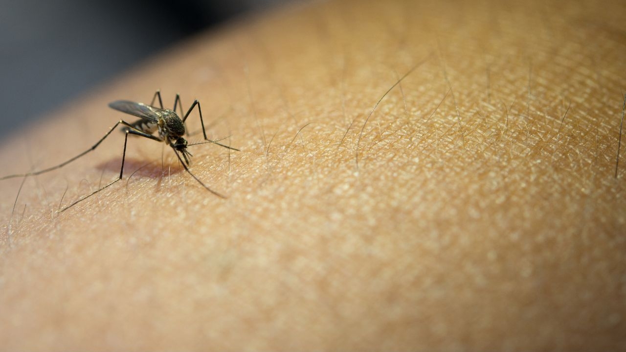 Saiba como evitar a proliferação da dengue durante as viagens de verão Lorena Bueri