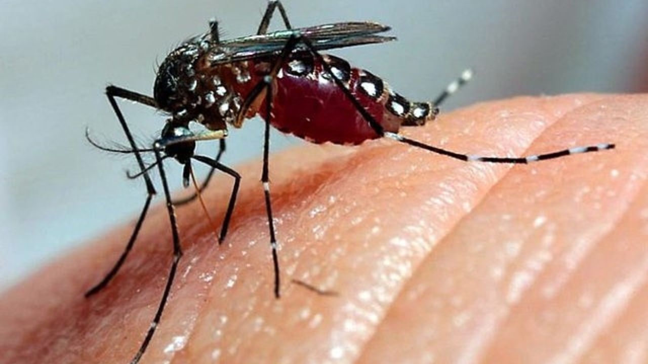 Saúde no Rio de Janeiro entra em estado de emergência devido à dengue Lorena Bueri