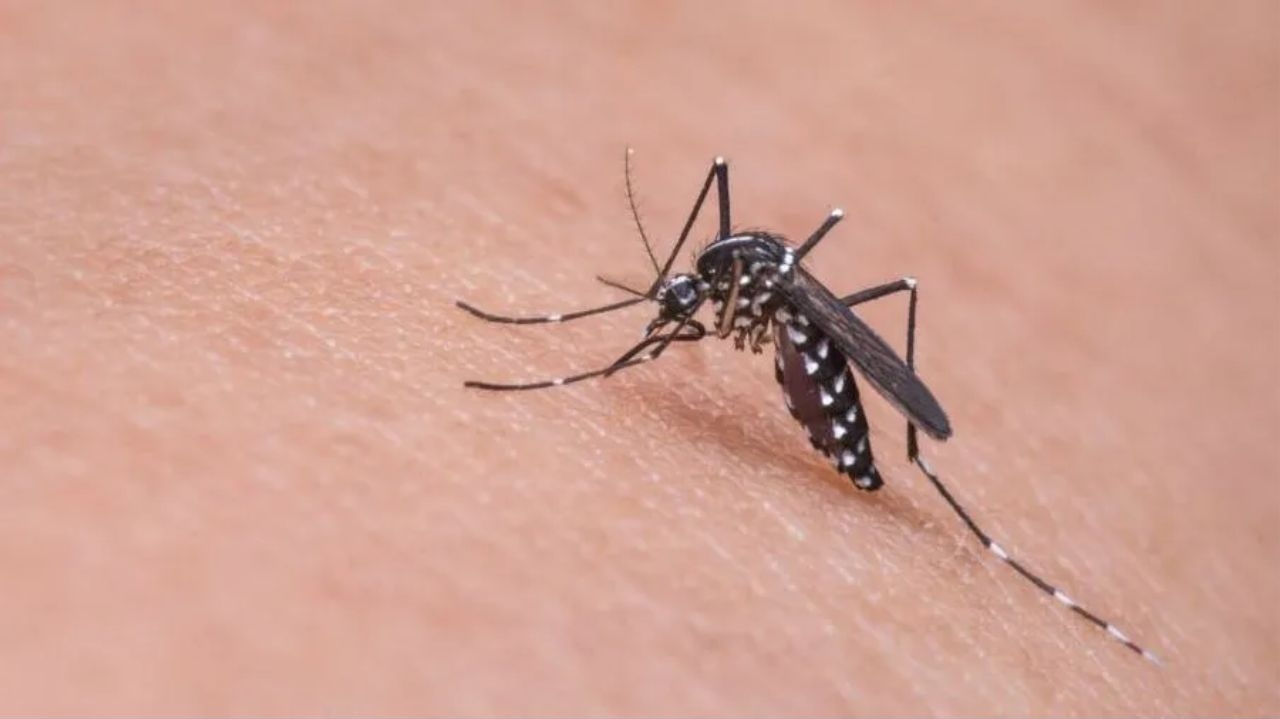 Brasil atinge 40 mortes e 364 mil casos prováveis de dengue, afirma Ministério da Saúde Lorena Bueri