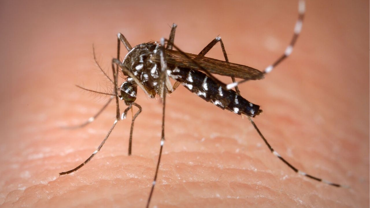 Ministério da Saúde cria núcleo de combate à dengue Lorena Bueri