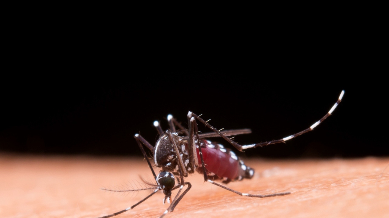 Número de casos de dengue cresce e se aproxima de 400 mil possíveis infectados Lorena Bueri