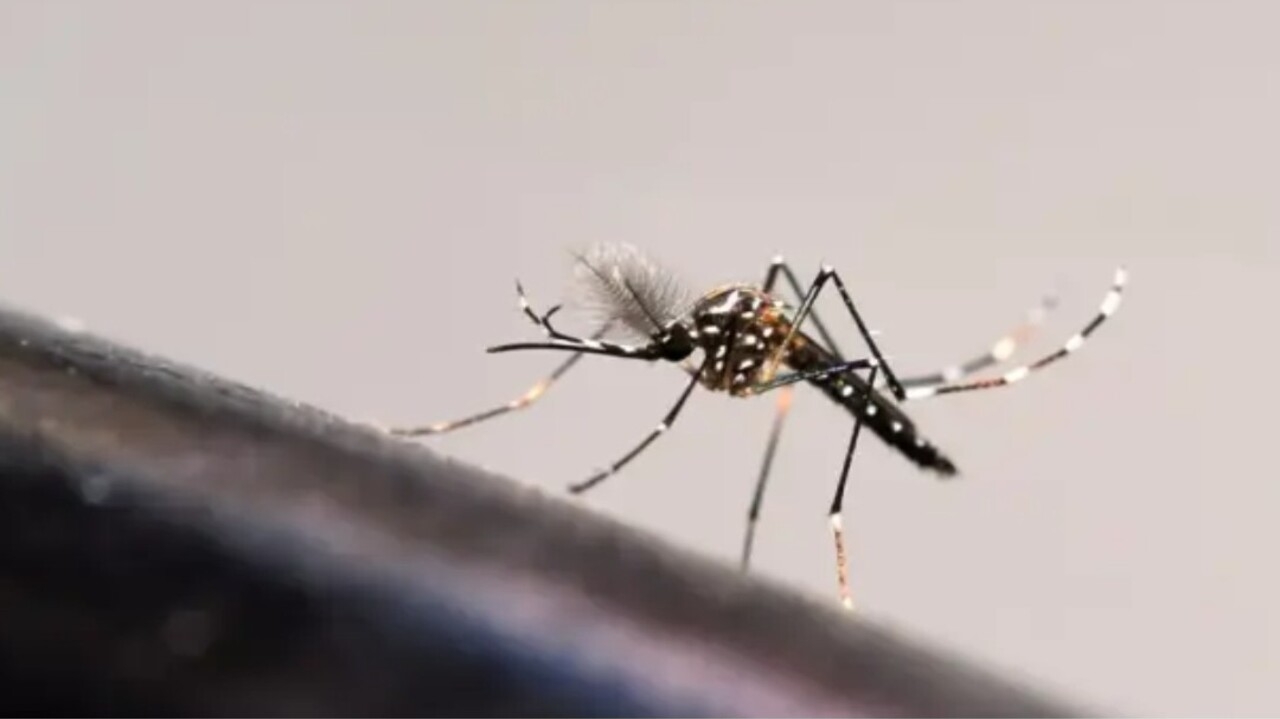 São Paulo tem 14 mil casos de dengue confirmados Lorena Bueri