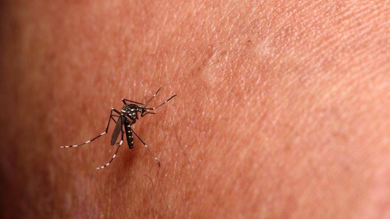Belo Horizonte confirma primeira morte por chikungunya em 2024 Lorena Bueri