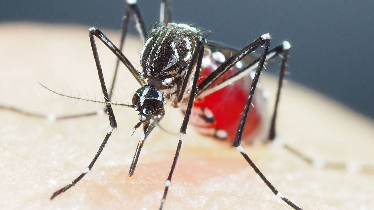 Dengue cresce rapidamente em São Paulo e atinge 92,6 mil casos Lorena Bueri