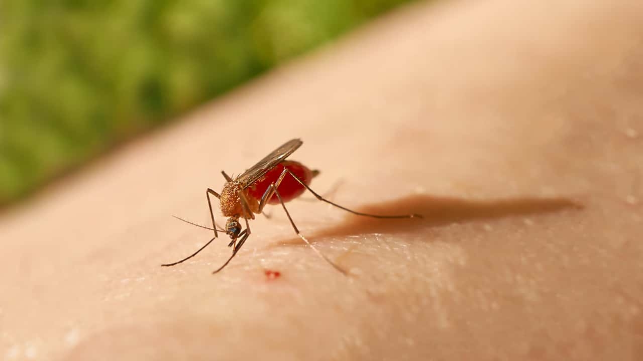 Febre Oropouche, doença similar a Dengue, torna-se motivo de alerta no Amazonas Lorena Bueri