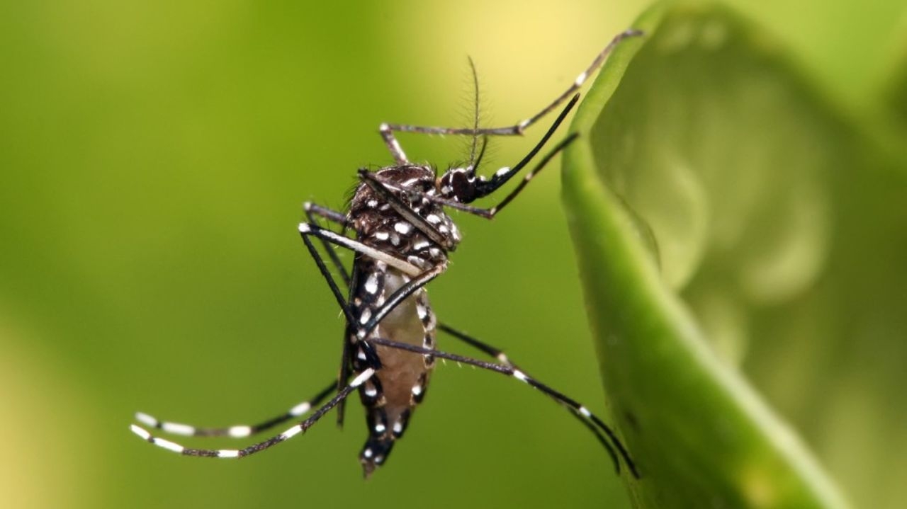 Brasil registra mais de 1,8 milhão de casos de dengue em 2024 e bate recorde histórico  Lorena Bueri