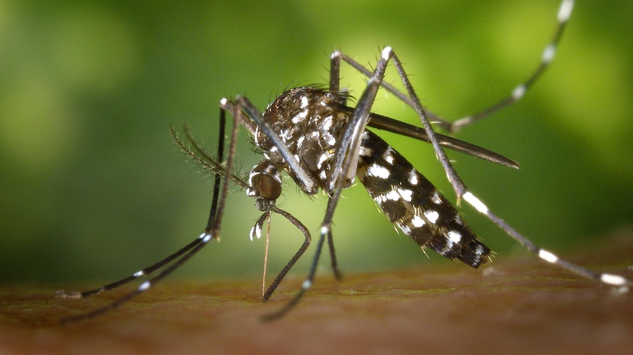 Saiba as alterações em São Paulo devido ao estado de emergência pela dengue Lorena Bueri