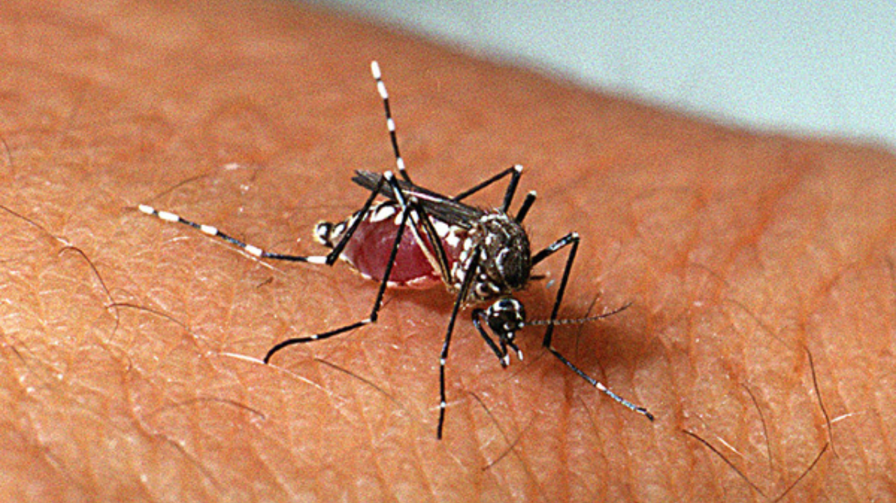 Campanha de vacinação contra dengue tem lista divulgada pelo Ministério da Saúde Lorena Bueri