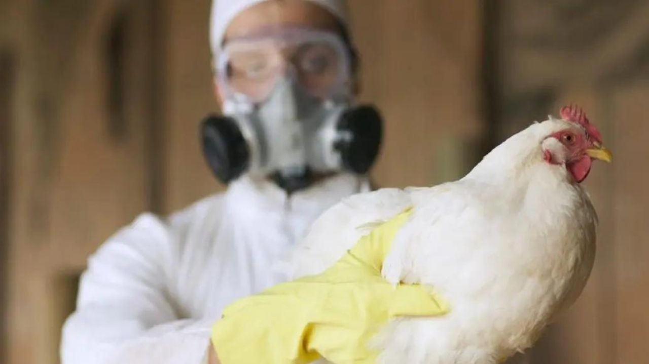 Segundo caso de gripe aviária é confirmado no Texas  Lorena Bueri