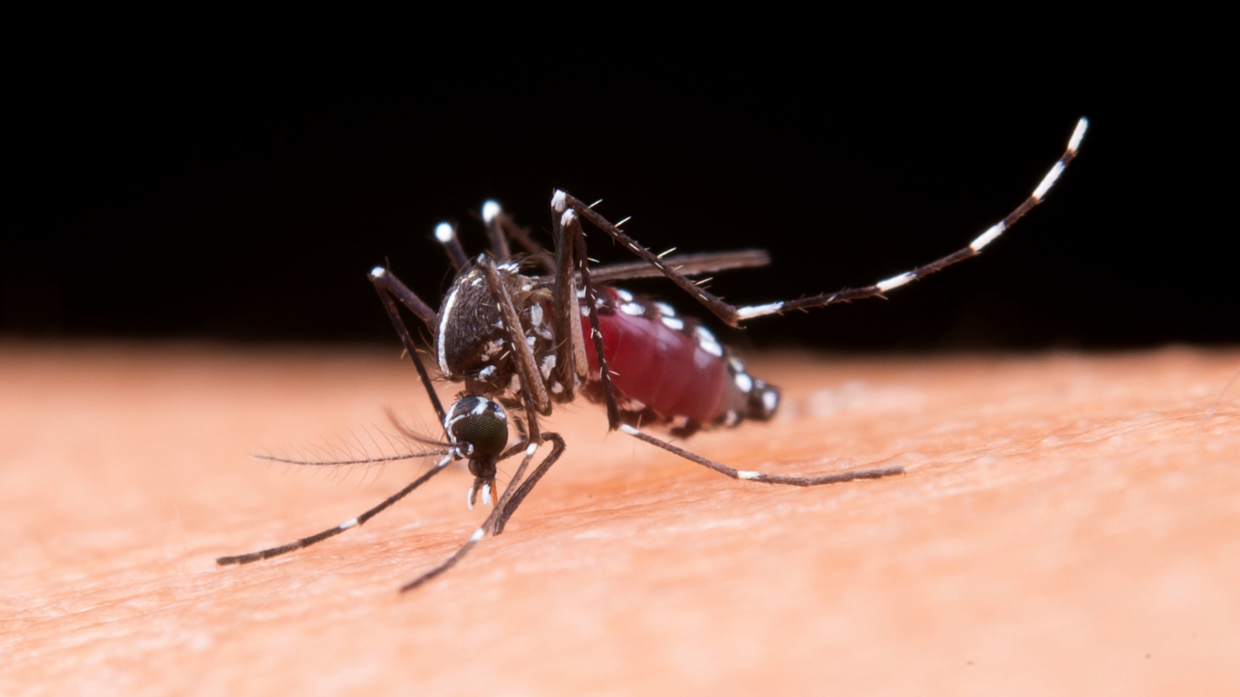 Confira alguns mitos sobre a dengue e a forma correta de combatê-la Lorena Bueri